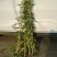 端午节新鲜艾草，全颗艾，商超直供，产地冷藏发货，量大从优