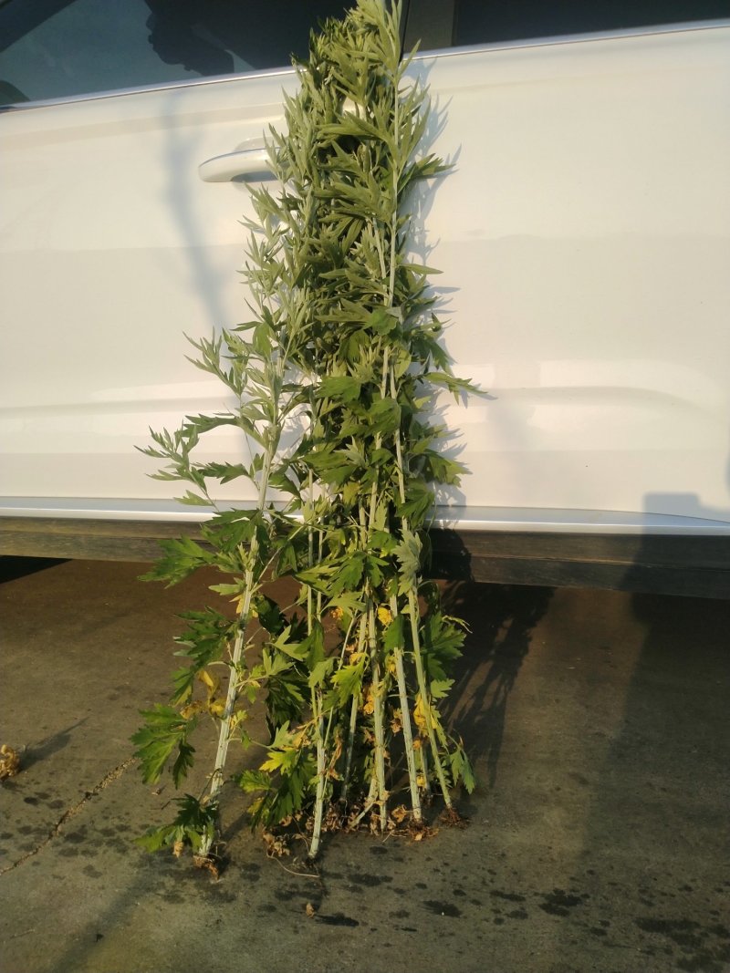端午节新鲜艾草，全颗艾，商超直供，产地冷藏发货，量大从优