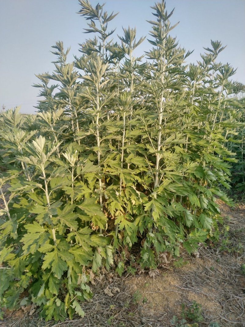 端午节新鲜艾草，全颗艾，商超直供，产地冷藏发货，量大从优