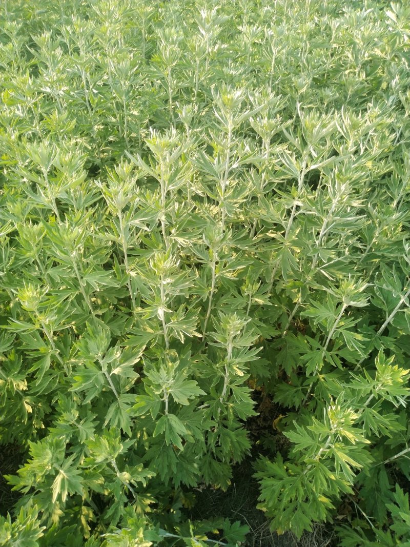 端午节新鲜艾草，全颗艾，商超直供，产地冷藏发货，量大从优