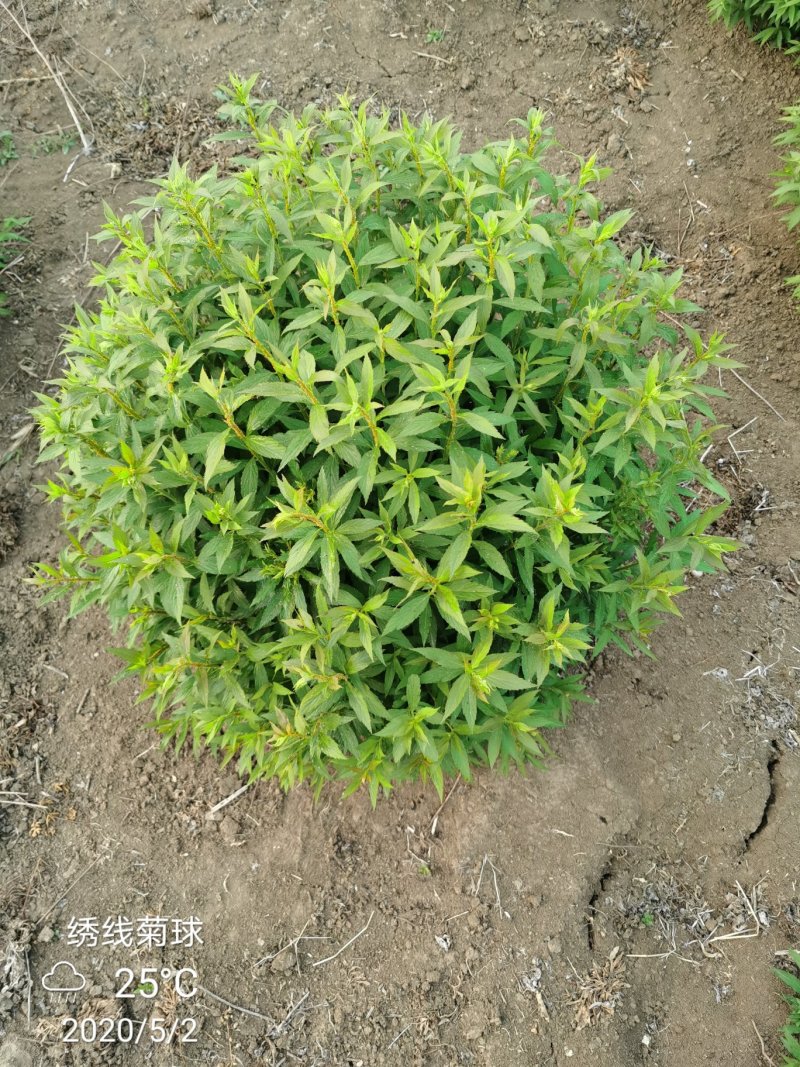 绣线菊牙苗金焰绣线菊麻叶绣线菊青叶绣线菊金山绣线菊