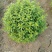 金山绣线菊金焰绣线菊青叶绣线菊粉花绣线菊绣线菊