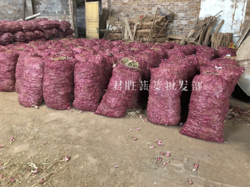 2021年云南红葱头剪好带苗均有现货