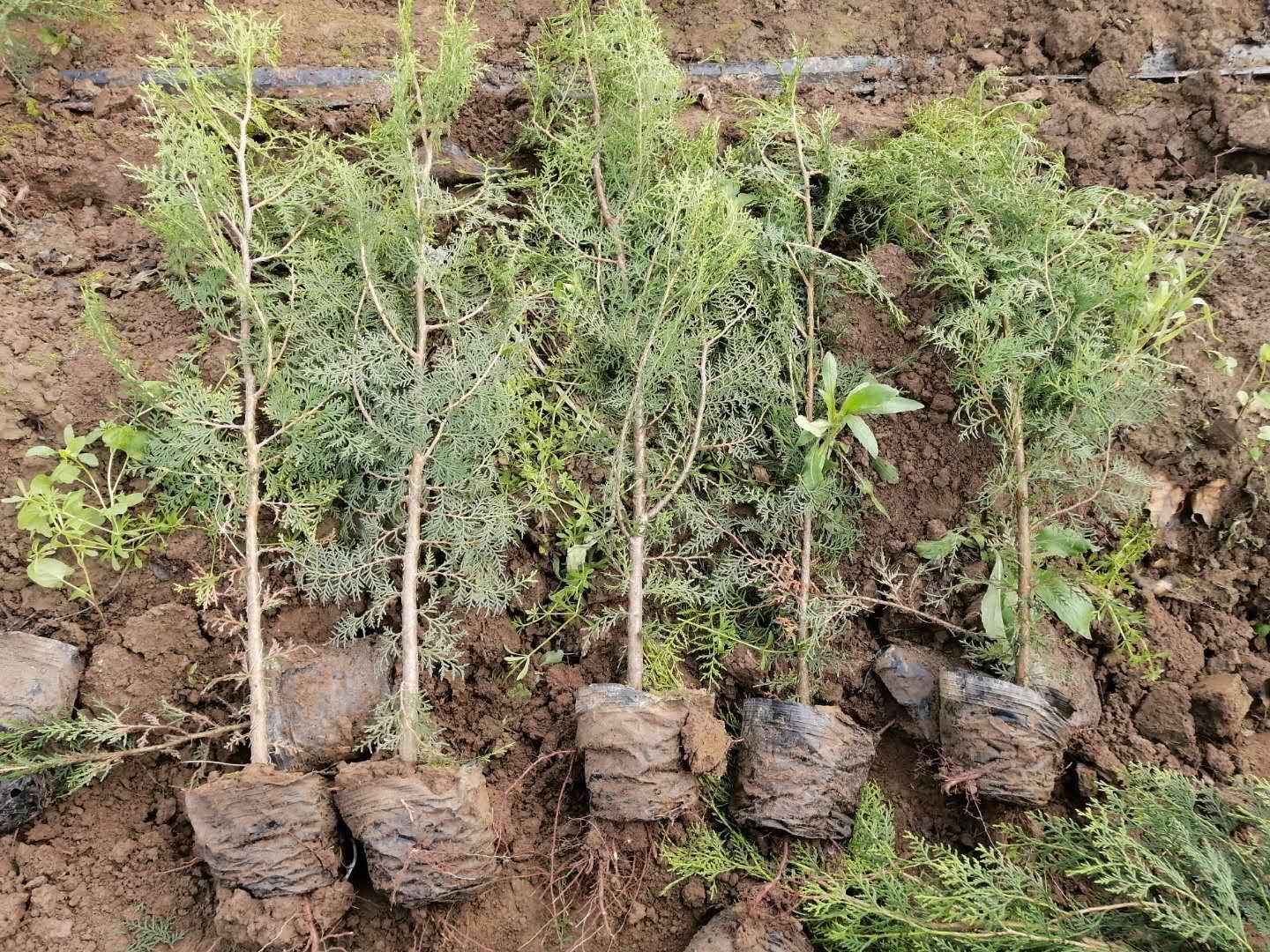 侧柏盆栽与地栽对比图