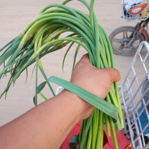 河北邯郸大名蒜薹