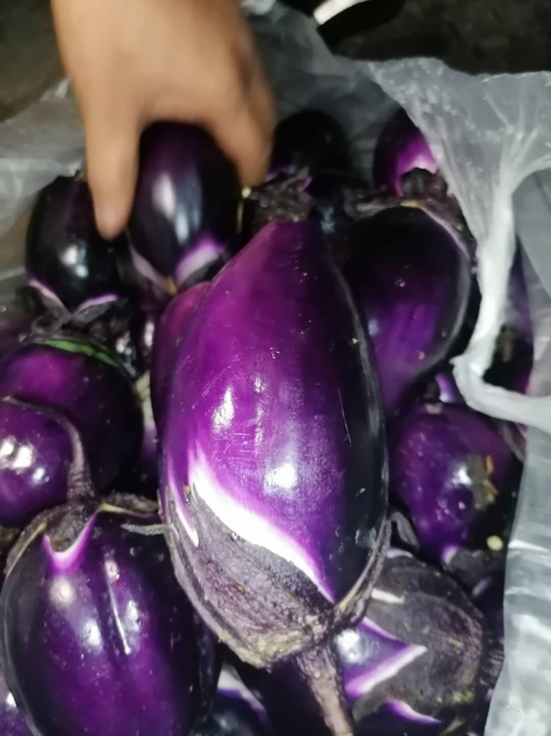 茄子