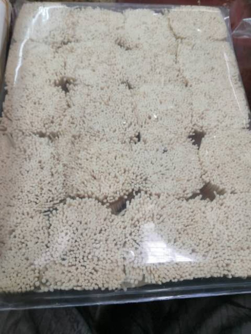 通草，大通草常年批发供应通草，量大从优货真价实