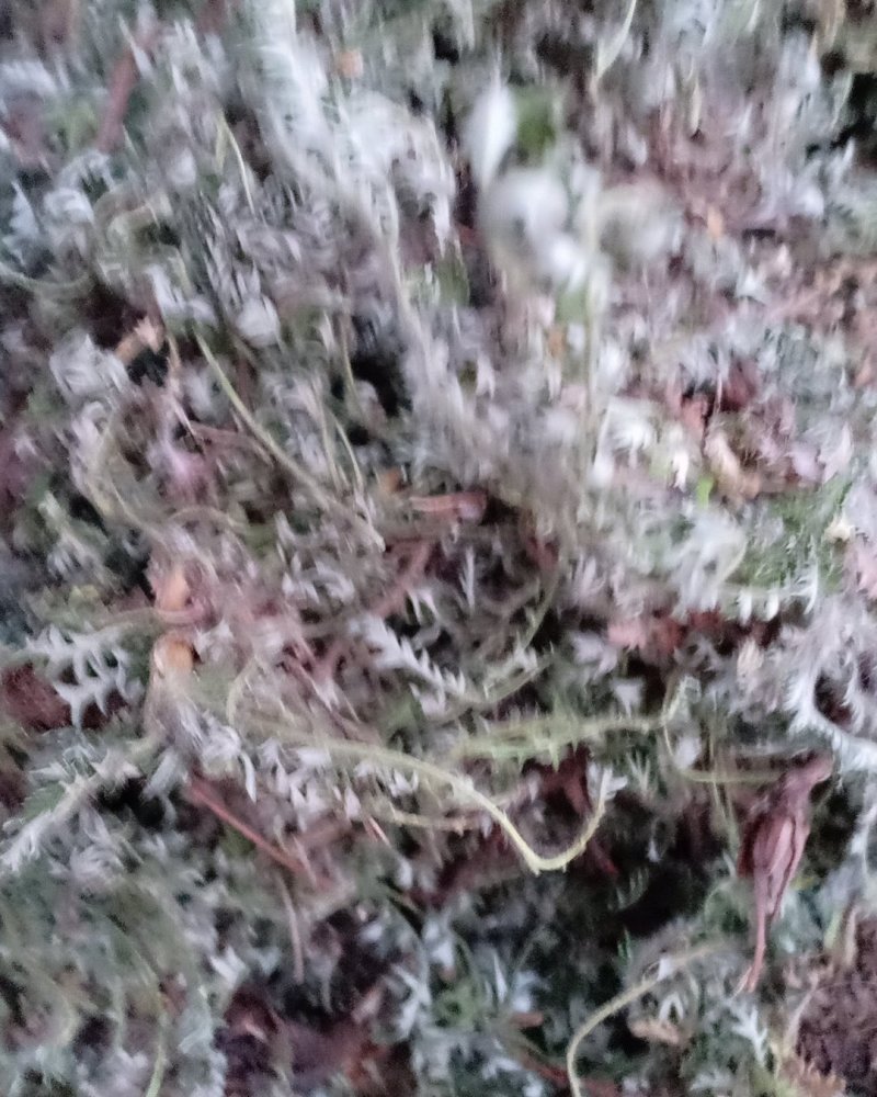 野生翻白草，血糖的克星，沂蒙山区里的特产产地直销