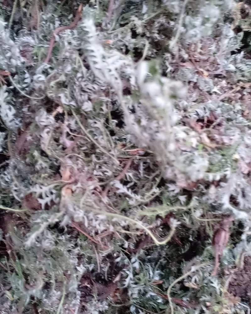 野生翻白草，血糖的克星，沂蒙山区里的特产产地直销