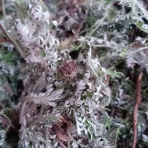 野生翻白草，血糖的克星，沂蒙山区里的特产产地直销