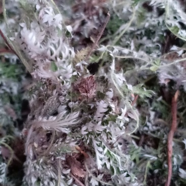 野生翻白草，血糖的克星，沂蒙山区里的特产产地直销