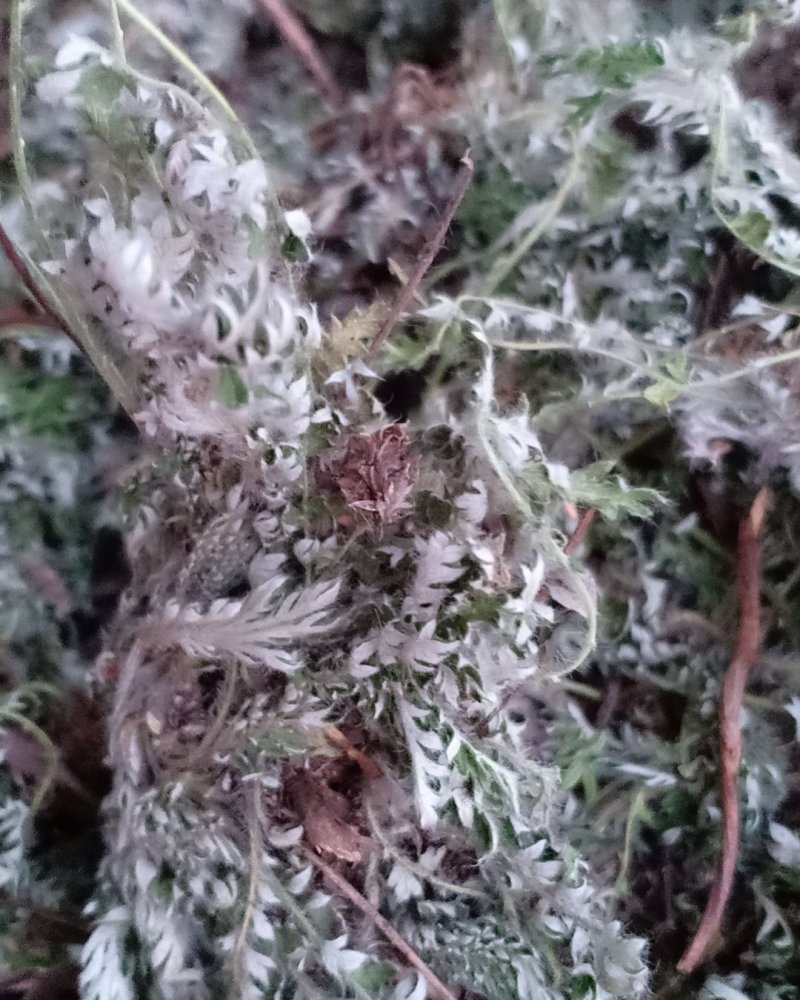 野生翻白草，血糖的克星，沂蒙山区里的特产产地直销