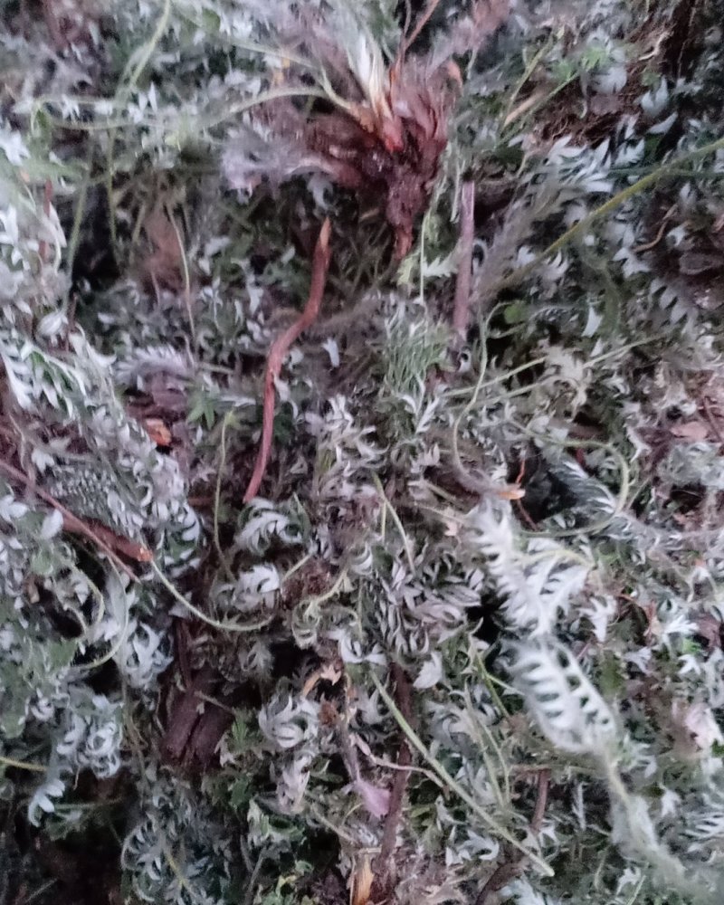 野生翻白草，血糖的克星，沂蒙山区里的特产产地直销