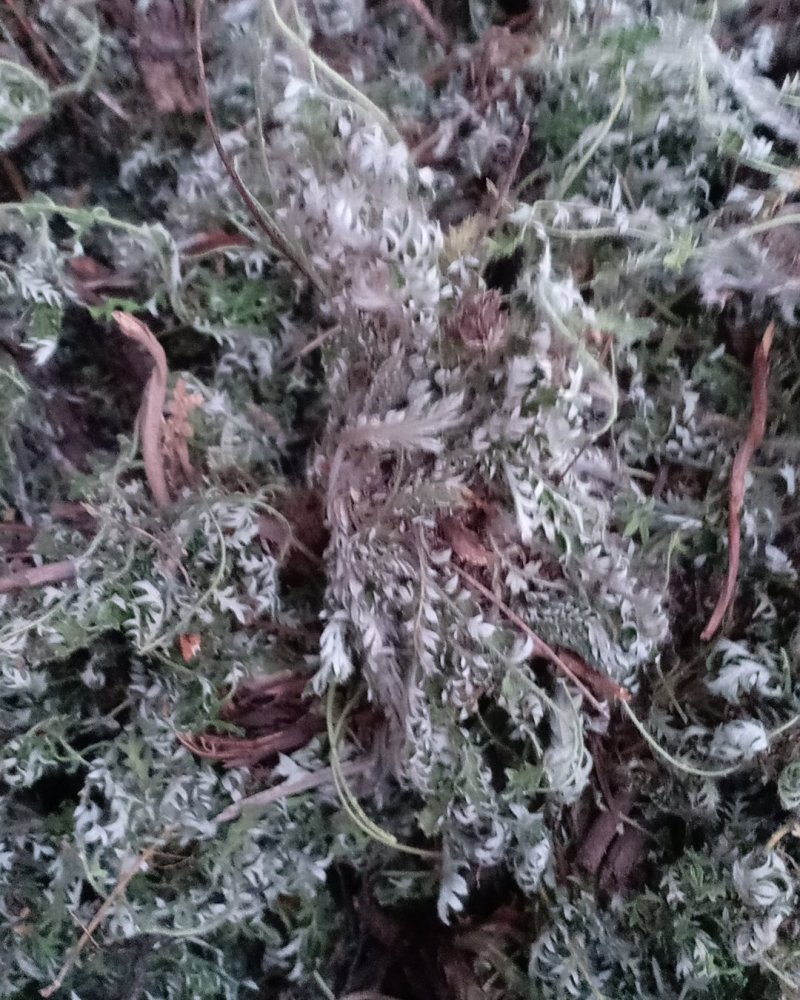 野生翻白草，血糖的克星，沂蒙山区里的特产产地直销