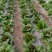 本人长年大棚种植有机蔬菜，有需求的老板欢迎联系