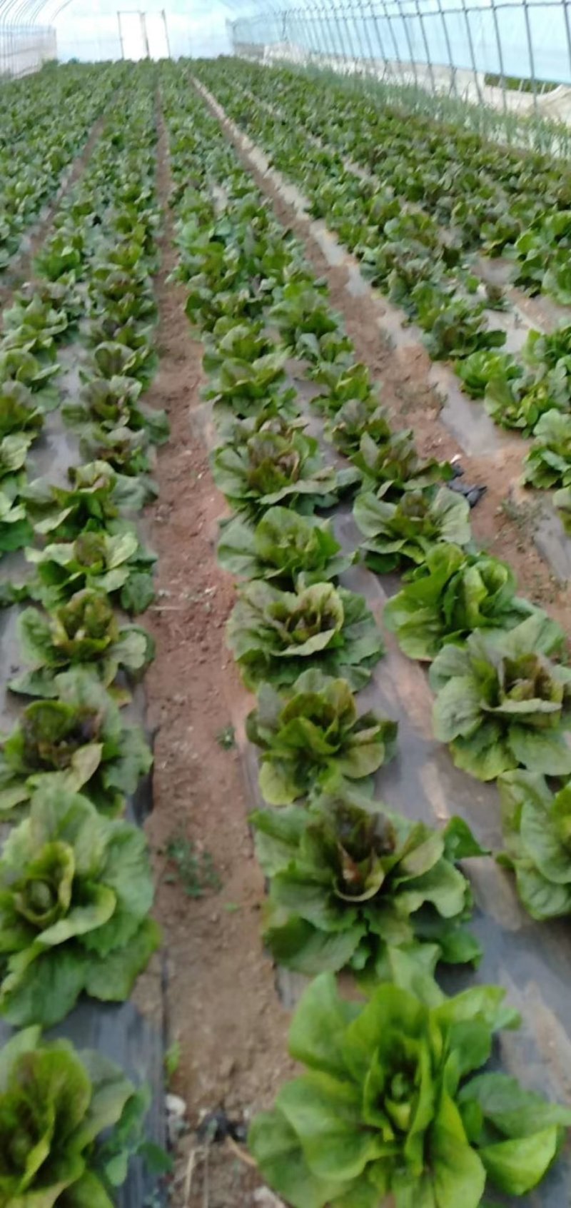 本人长年大棚种植有机蔬菜，有需求的老板欢迎联系
