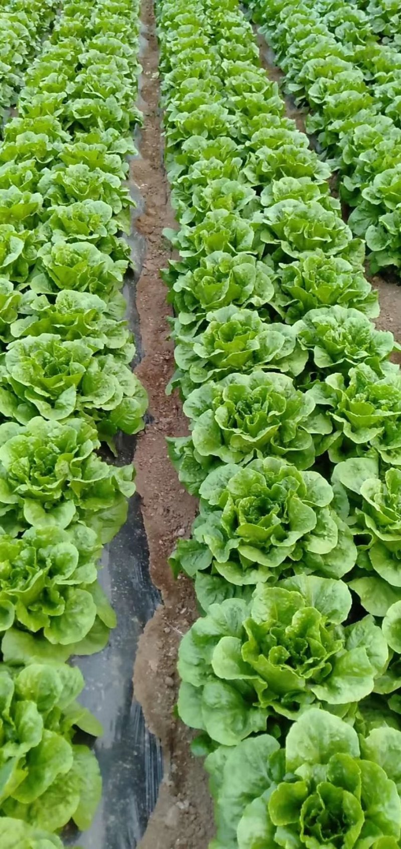本人长年大棚种植有机蔬菜，有需求的老板欢迎联系