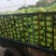 【茄子】大棚青茄已大量上市供应各大市场电商可视频看货