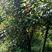 鸡冠刺桐八公分以上大树。
