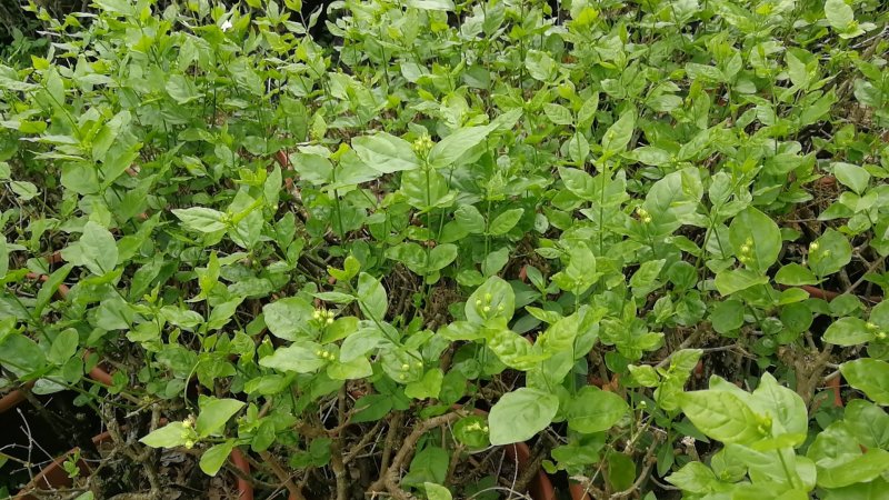横县茉莉花苗、茉莉老桩