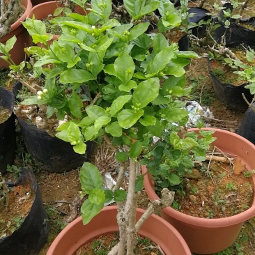 横县茉莉花苗、茉莉老桩