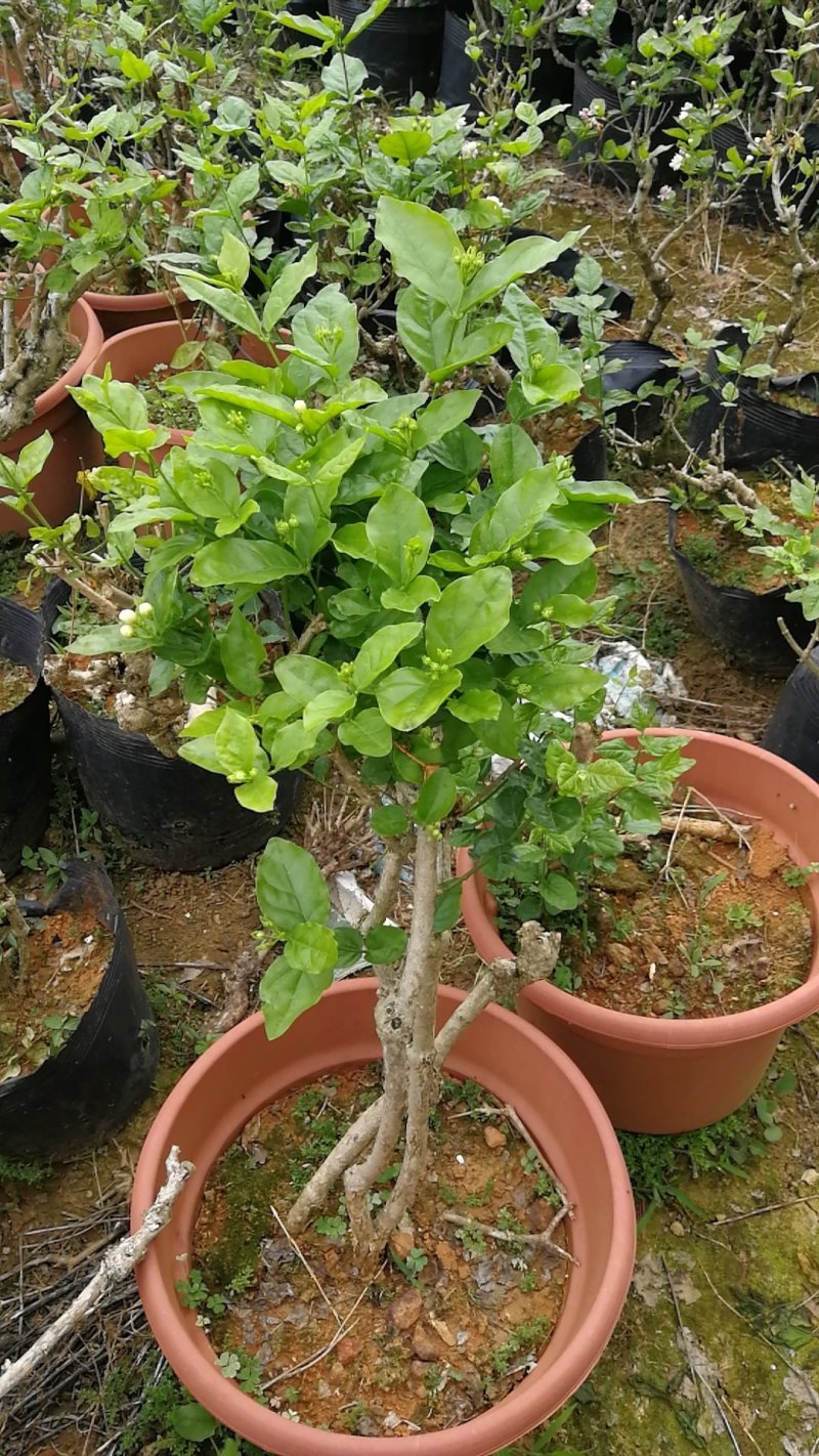 横县茉莉花苗、茉莉老桩
