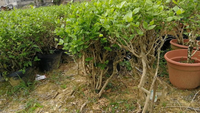 横县茉莉花苗、茉莉老桩