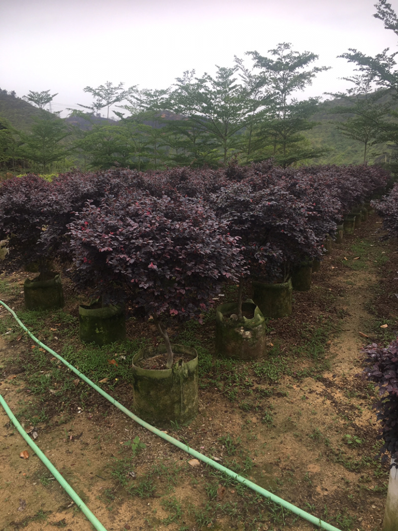红继木(价格实惠，量大从优)长期供应各种苗木