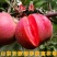 盆栽矮化红肉苹果苗造型盆栽地栽好看好吃苹果苗盆景苗
