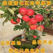 盆栽矮化红肉苹果苗造型盆栽地栽好看好吃苹果苗盆景苗