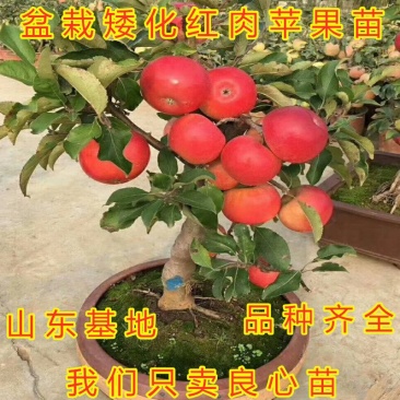 盆栽矮化红肉苹果苗造型盆栽地栽好看好吃苹果苗盆景苗