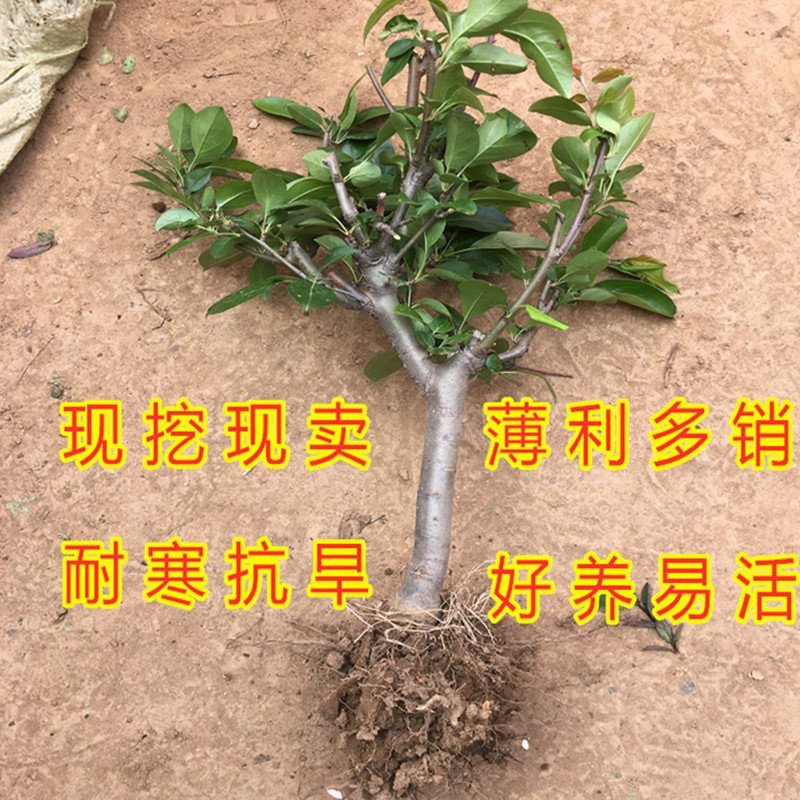 盆栽矮化红肉苹果苗造型盆栽地栽好看好吃苹果苗盆景苗