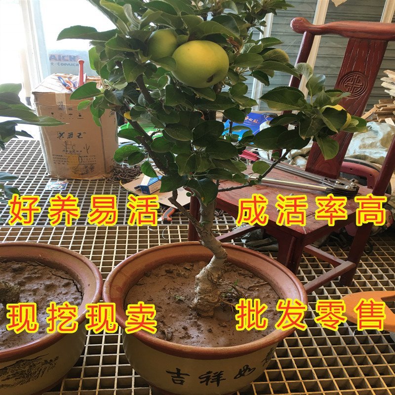 盆栽矮化红肉苹果苗造型盆栽地栽好看好吃苹果苗盆景苗