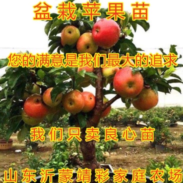 盆栽苹果盆栽矮化冰糖心苹果苗矮化苹果苗南北方种植