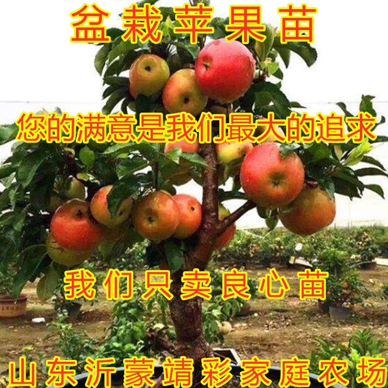 盆栽苹果盆栽矮化冰糖心苹果苗矮化苹果苗南北方种植