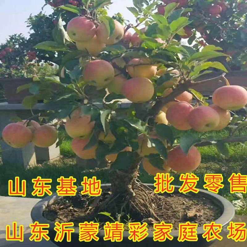 盆栽苹果盆栽矮化冰糖心苹果苗矮化苹果苗南北方种植