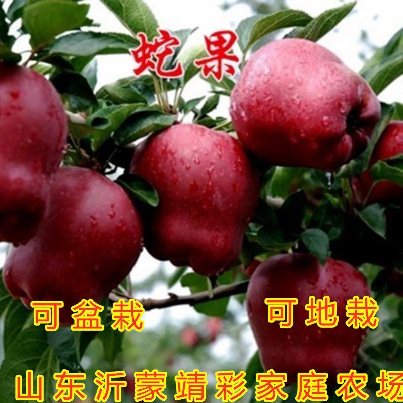 盆栽苹果盆栽矮化冰糖心苹果苗矮化苹果苗南北方种植