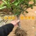 盆栽苹果盆栽矮化冰糖心苹果苗矮化苹果苗南北方种植