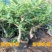 盆栽苹果盆栽矮化冰糖心苹果苗矮化苹果苗南北方种植