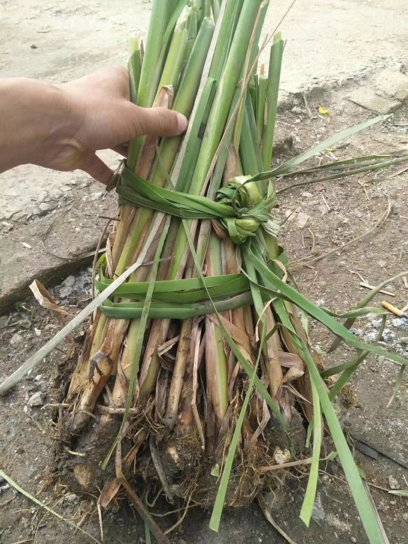 澳泽水生植物