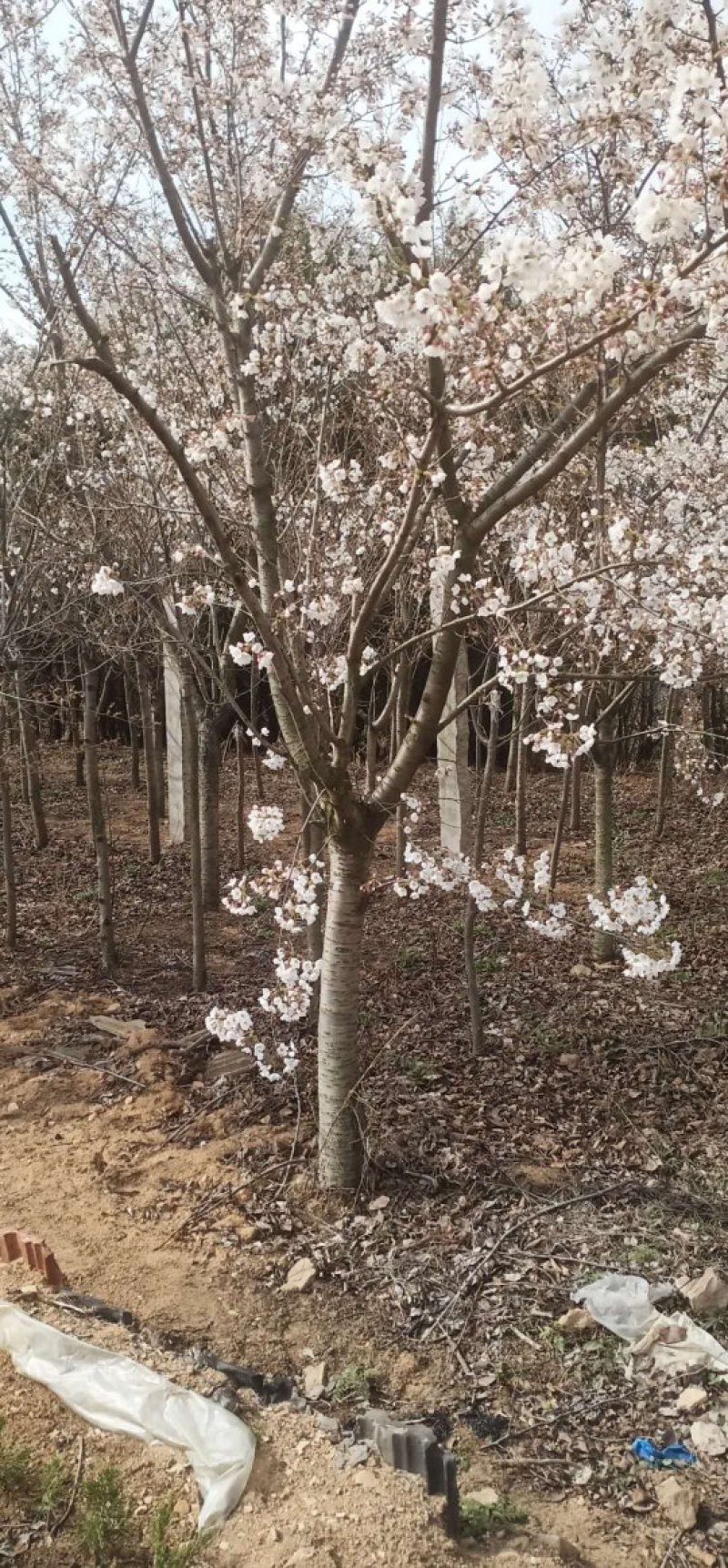 樱花