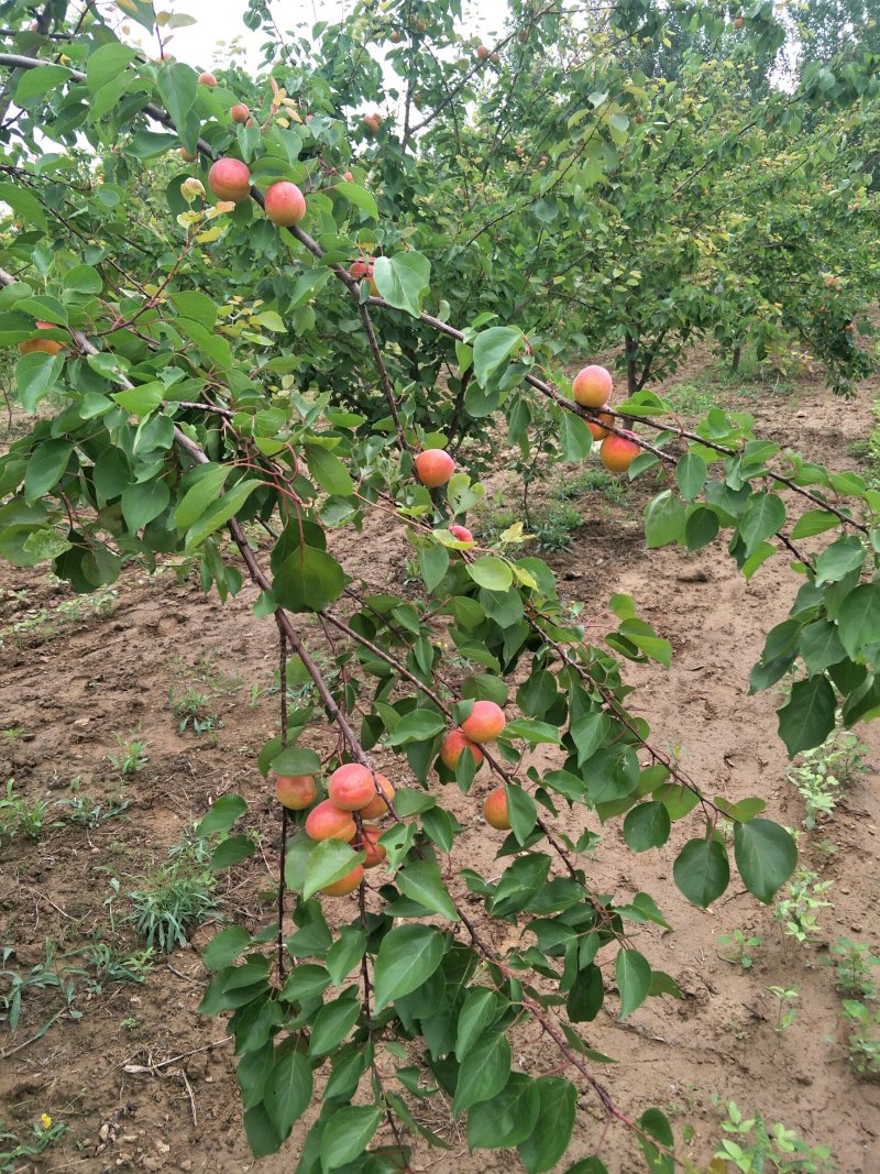 水果水蜜桃盘桃杏