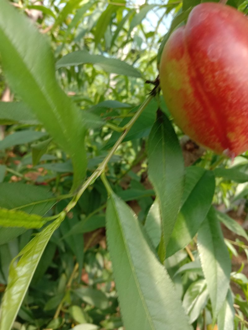 大棚油桃