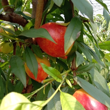大棚油桃