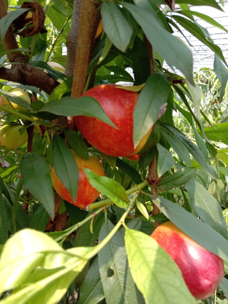 大棚油桃