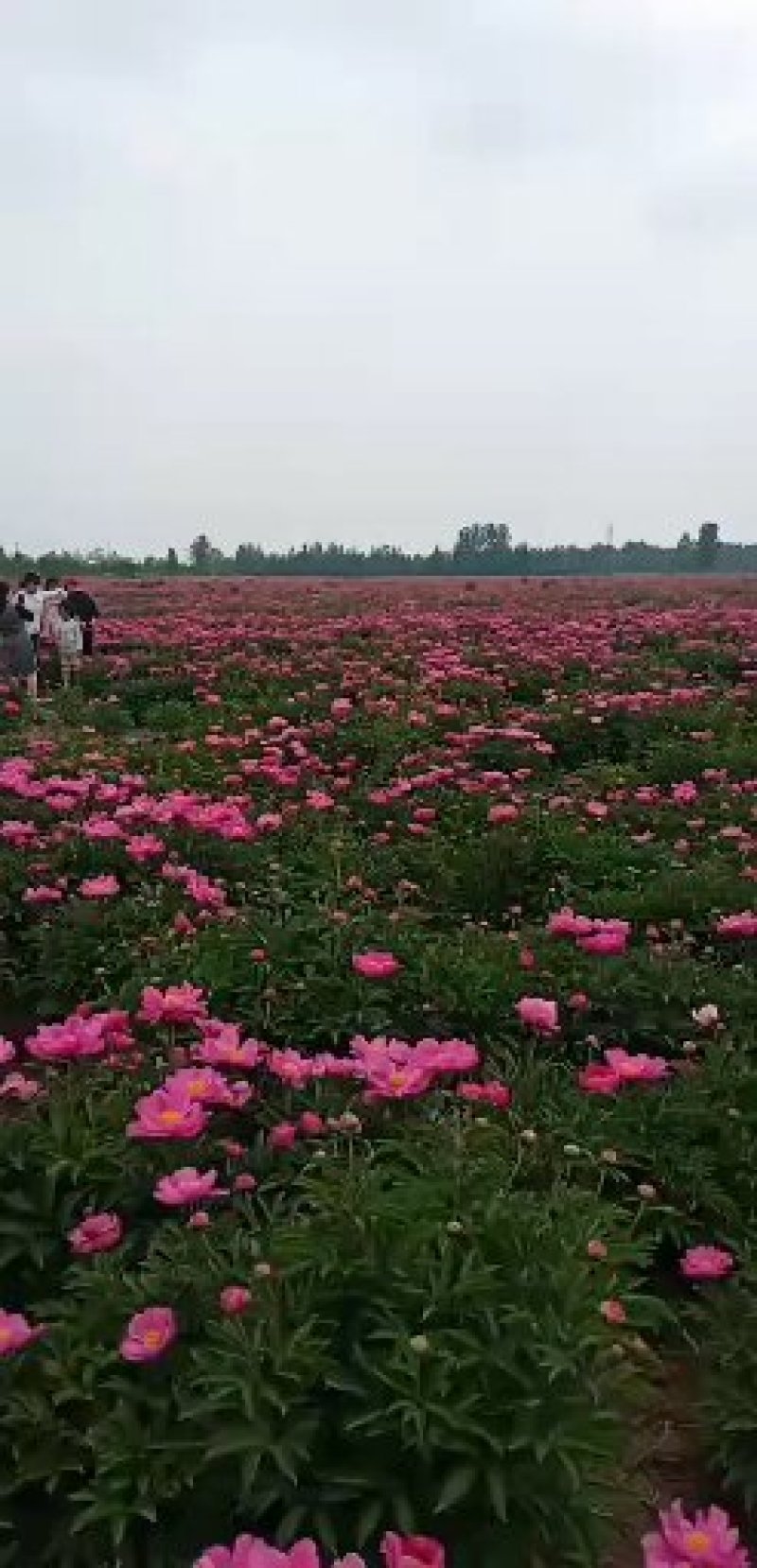优选白勺芽质量保证包存活产地直销量大从优