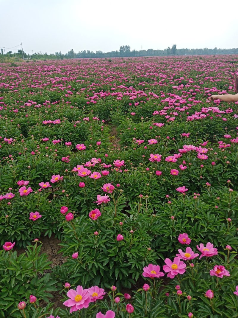 优选白勺芽质量保证包存活产地直销量大从优