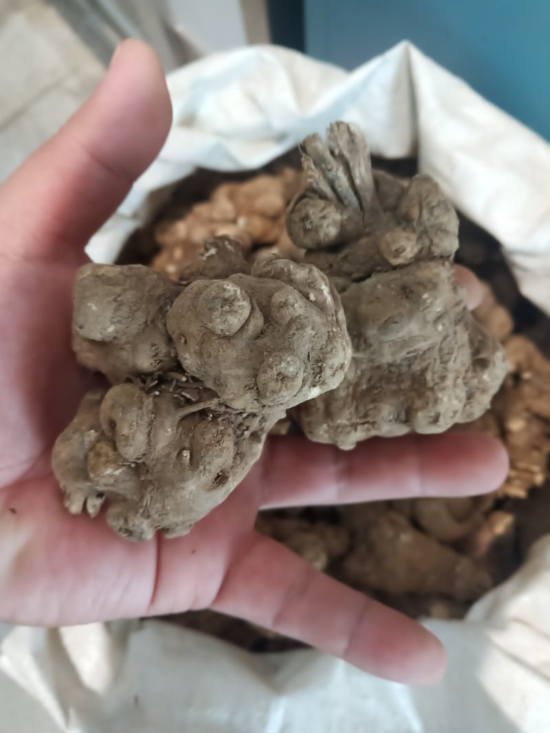 优质白术苗包存活白术片包技术量大