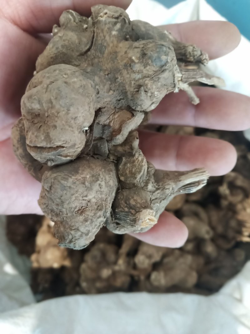 优质白术苗包存活白术片包技术量大