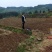 丹参棉丹参条无硫丹参产地直销